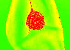 Immagine per virdis fiore rovescio